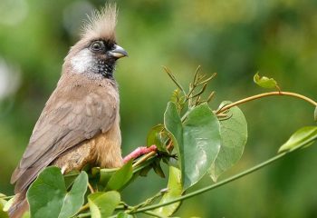 Birding Watching in Mgahinga Gorilla National Park