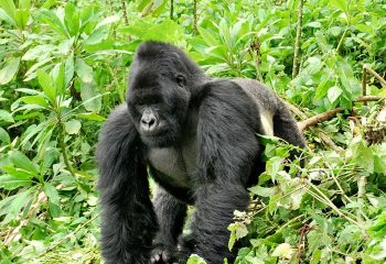 Mgahinga gorilla national park