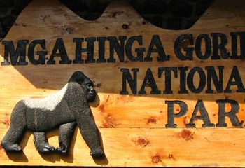 Mgahinga gorillas flying safari