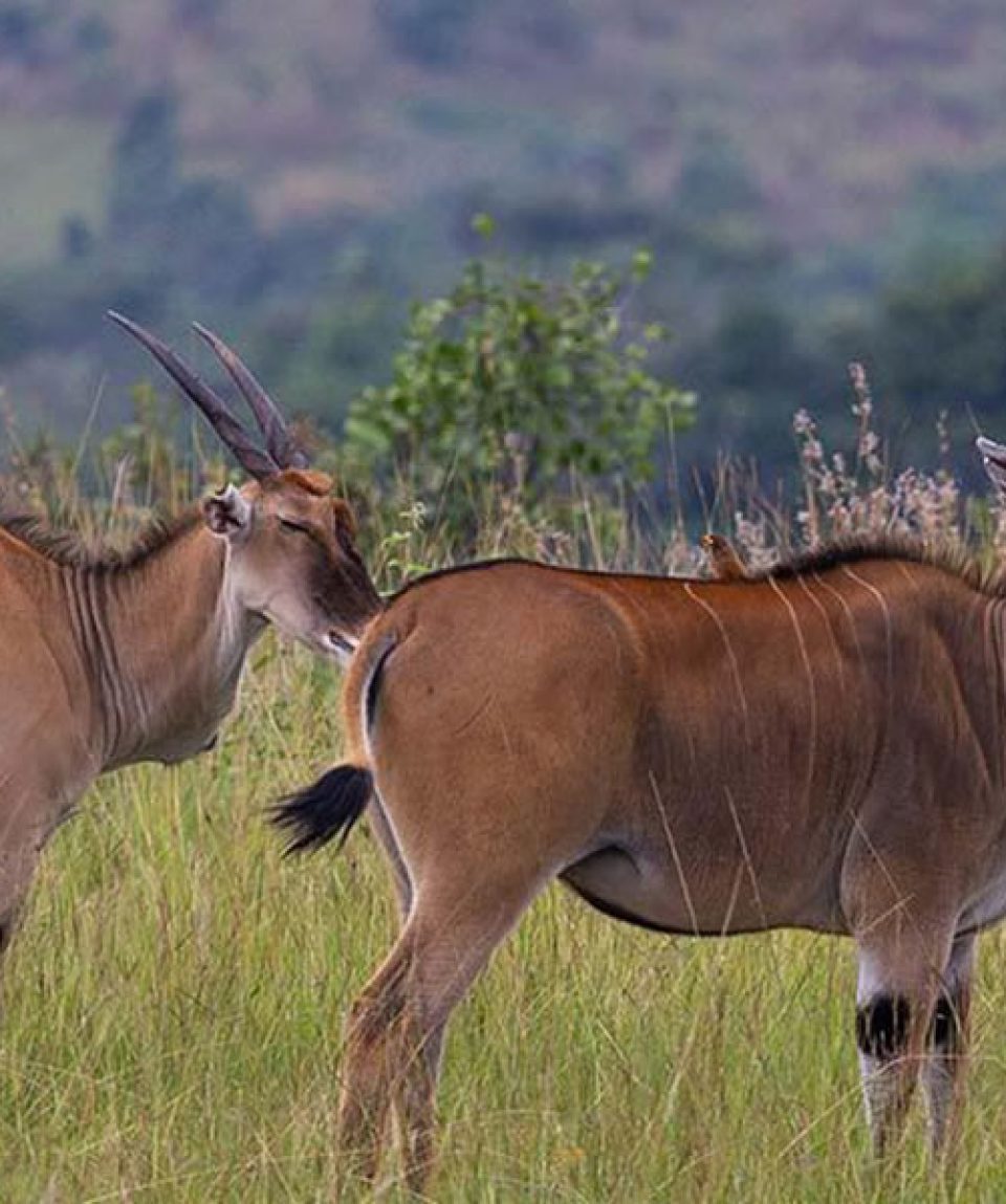1 Day Akagera National Park Safari Tour
