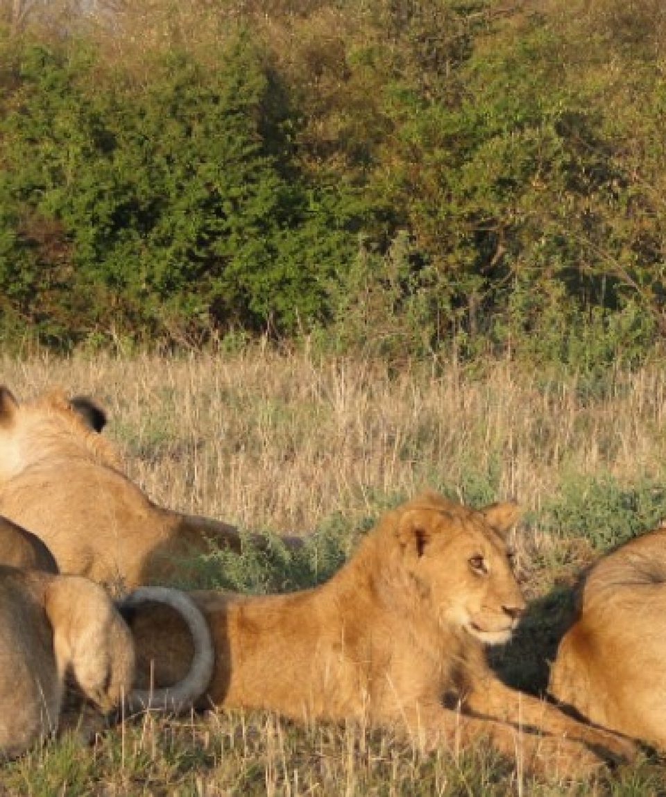 Best Safari Packages in Kenya