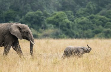 Kenya Elephants