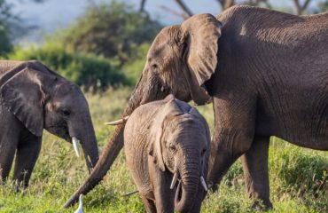 Tsavo National Park Safari