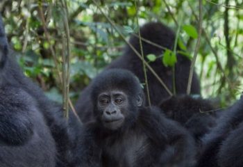 Gorilla trekking uganda africa