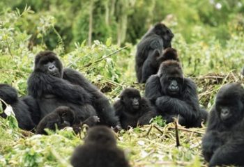 Only Nyakagezi gorilla family group in Mgahinga Gorilla Park
