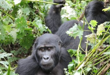 The cost of seeing the Ugandan gorillas