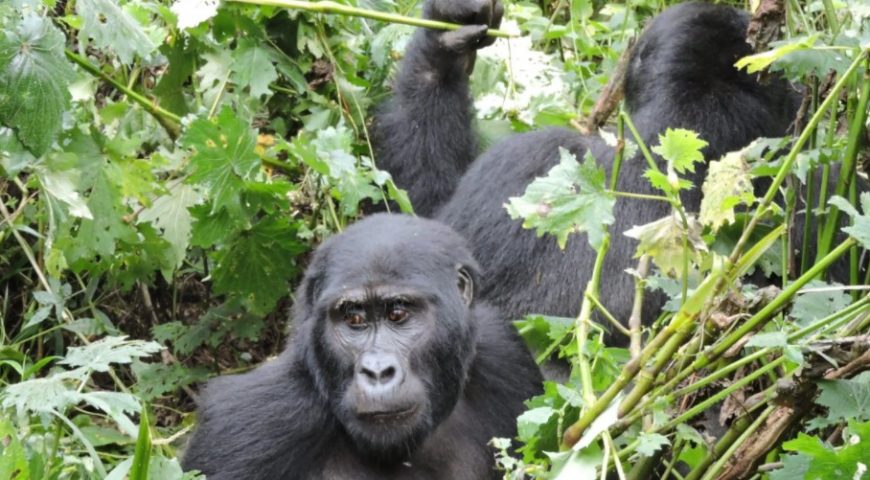 The cost of seeing the Ugandan gorillas