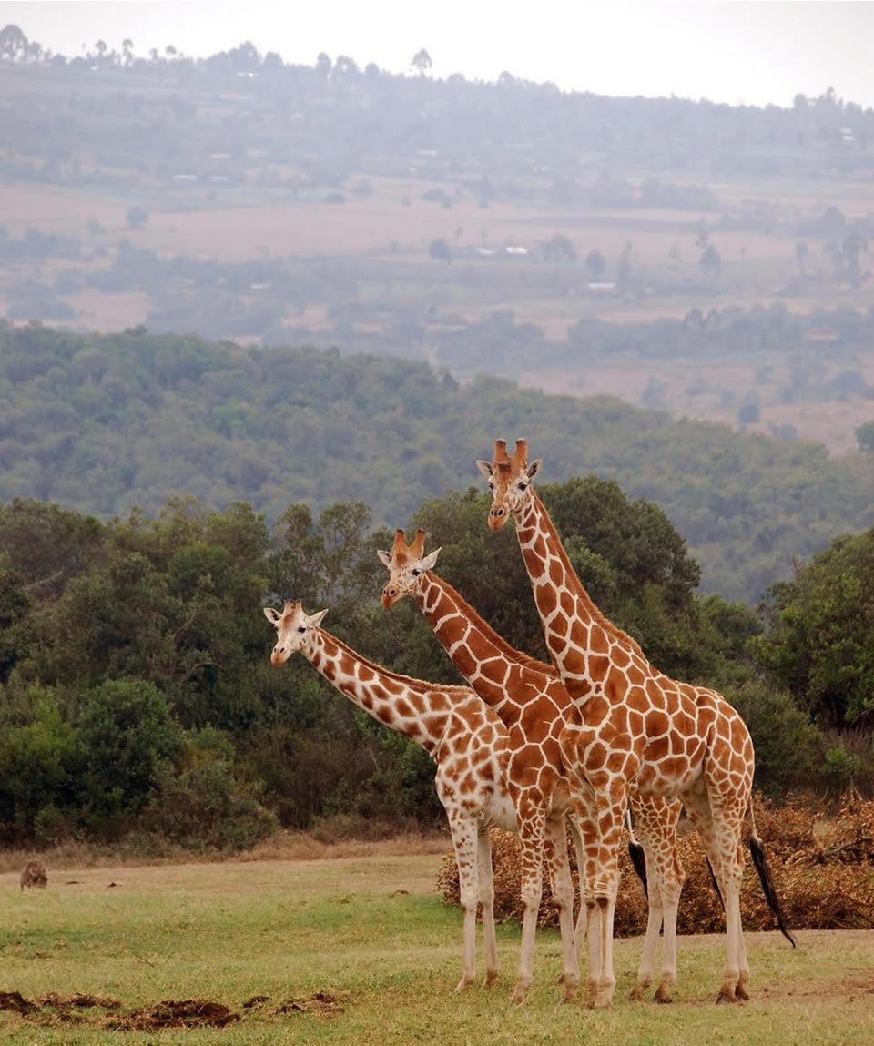 Tsavo National Park Wildlife Kenya