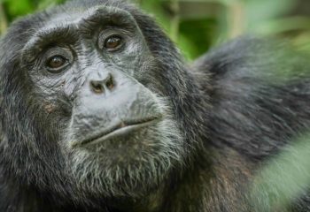 kyambura_chimp-1024x512