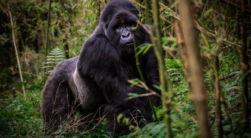 Brief talk of Short gorilla trekking tours in Uganda- Bwindi & Mgahinga Gorillas