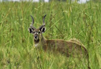 Katonga Wildlife Reserve