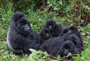 Nyakagezi Gorilla Group in Mgahinga National Park where Gold meets silver