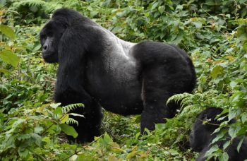 gorilla trekking in Congo