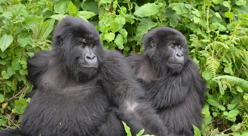gorillas in uganda