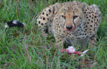 Where are Cheetahs found in Uganda