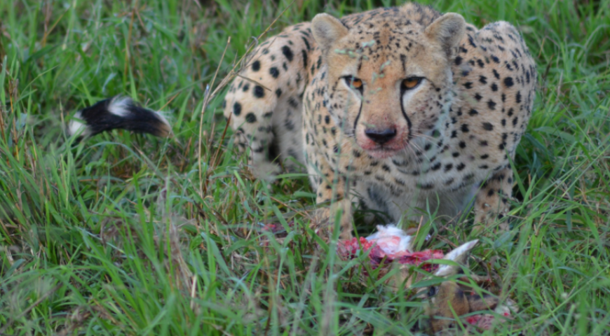 Where are Cheetahs found in Uganda