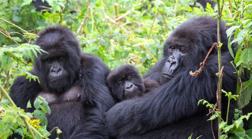 Gorilla Trekking Safety-Vibrant Holiday Safaris