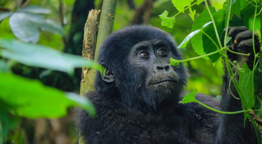 Gorilla Trekking Adventure-Vibrant Holiday Safaris