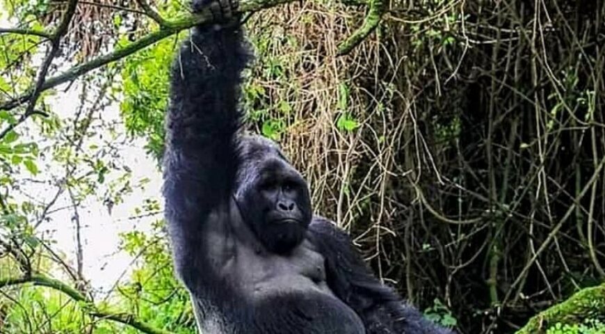 Gorilla Trekking Experiences Vibrant Holiday Safaris   Gorilla Trekking Experiences Vibrant Holiday Safaris 2 870x480 