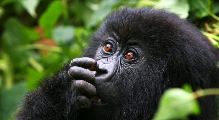 Gorilla Trekking Guidelines-Vibrant Holiday Safaris