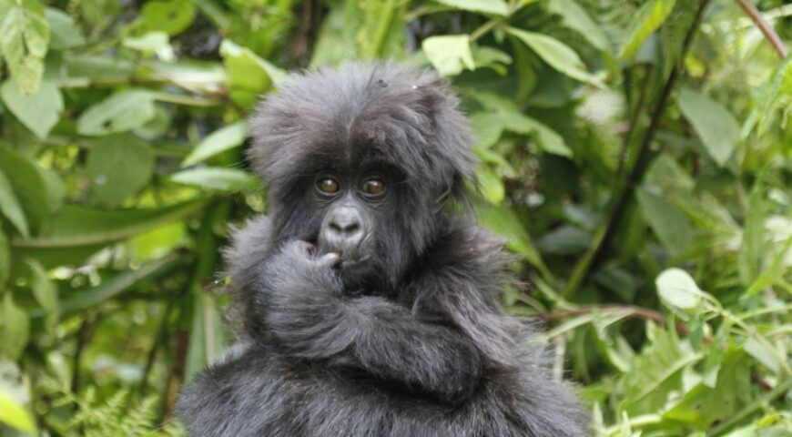 Gorilla Trekking Tips-Vibrant Holiday Safaris