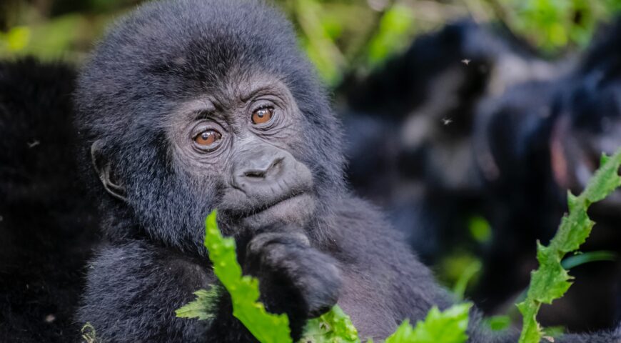 Gorilla trekking in Bwindi impenetrable national park-Vibrant Holiday Safaris