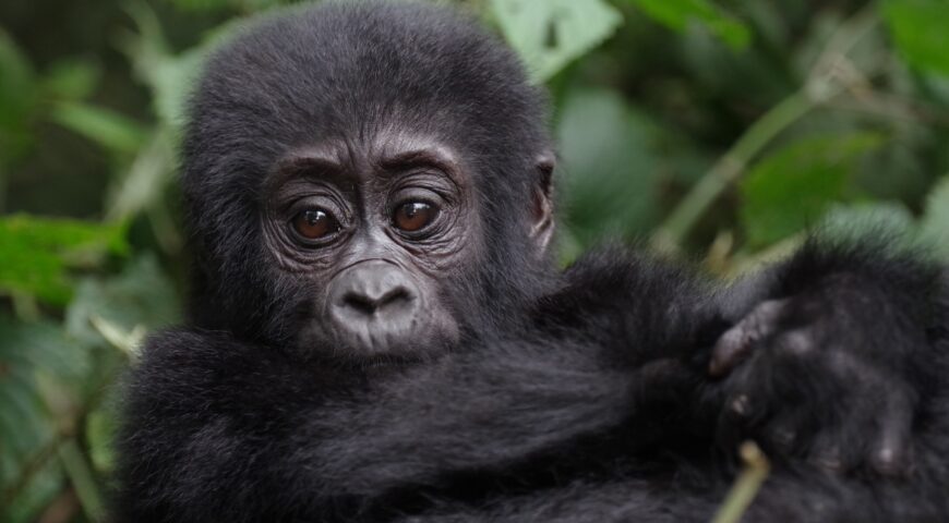 Gorilla trekking tours from Kampala-Vibrant Holiday Safaris