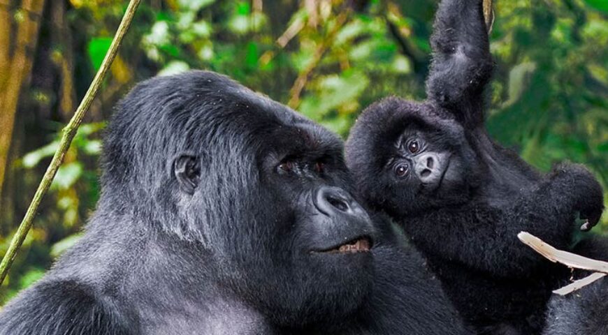 Gorilla trekking tours from Kigali-Vibrant Holiday Safaris